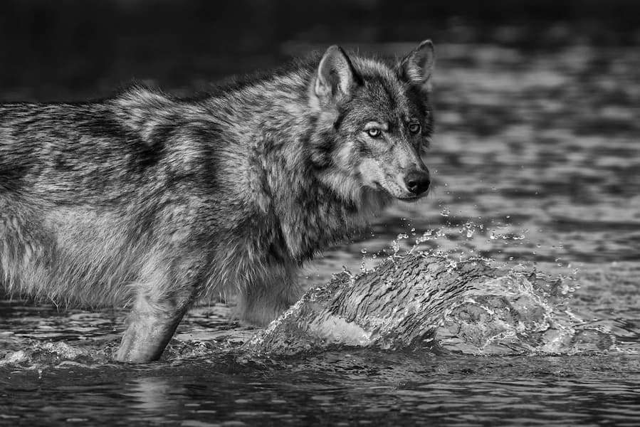 Sea Wolf Of The Great Bear