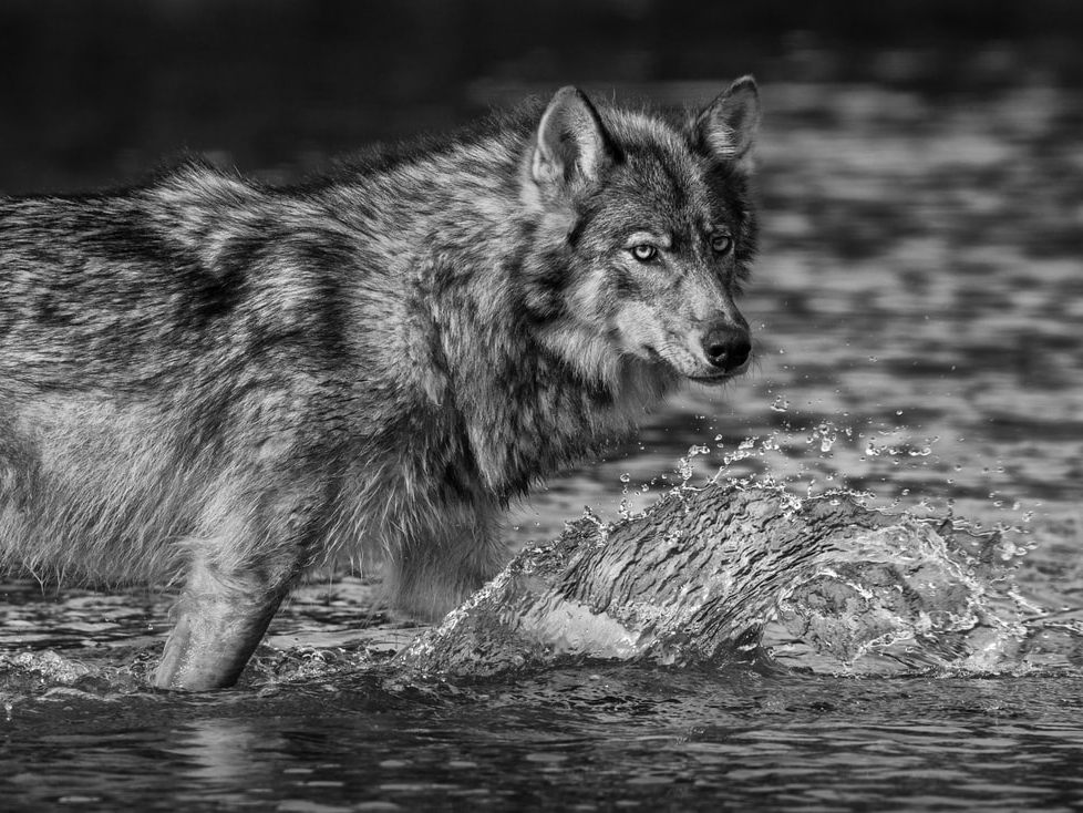 SEA WOLF OF THE GREAT BEAR