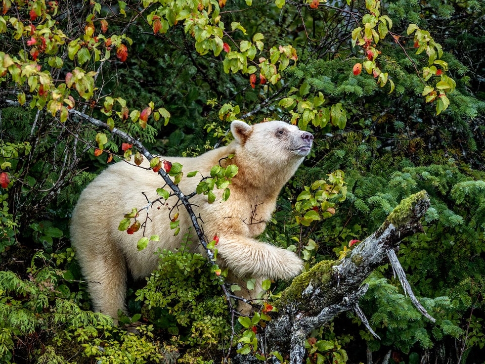SPIRIT OF THE RAINFOREST