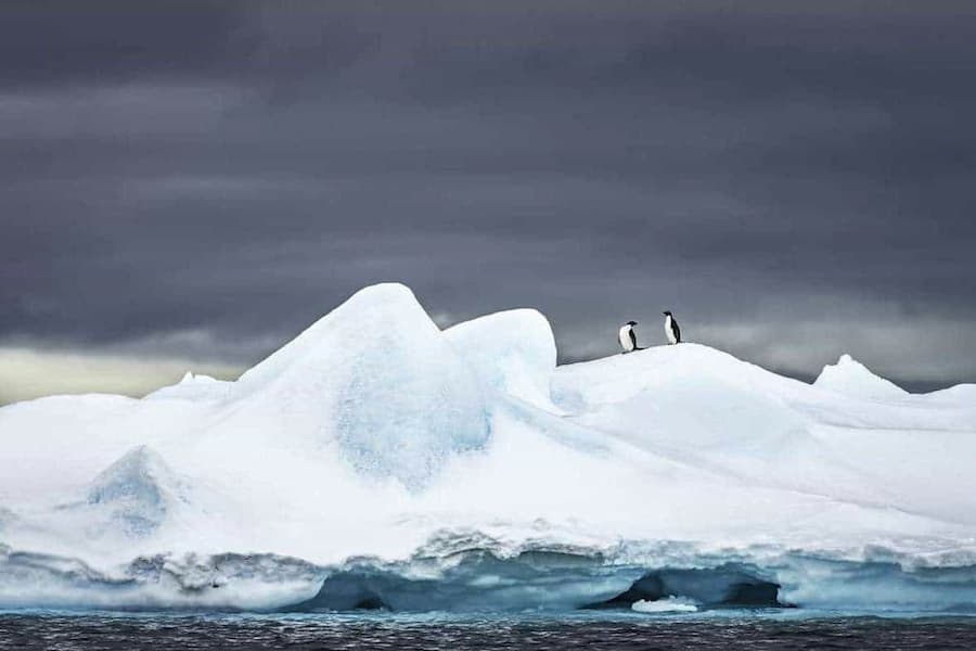 Adelies on Ice