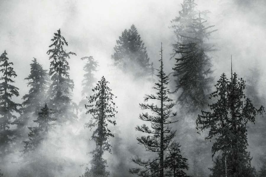 Foggy Trees