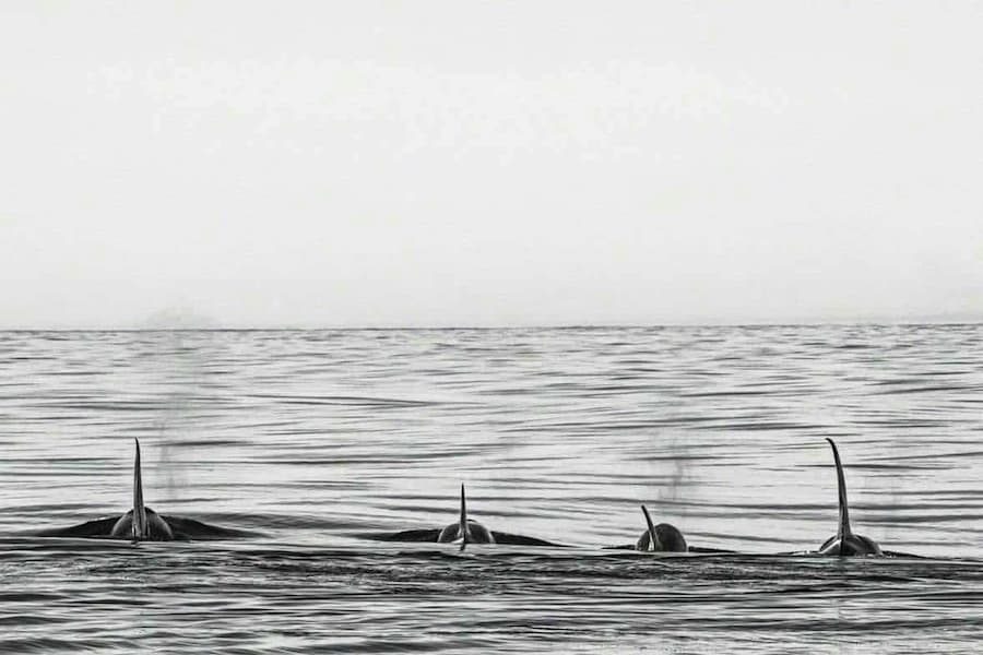 OFFSHORE
