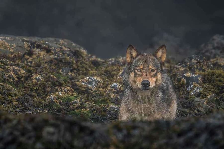 Sea Wolf