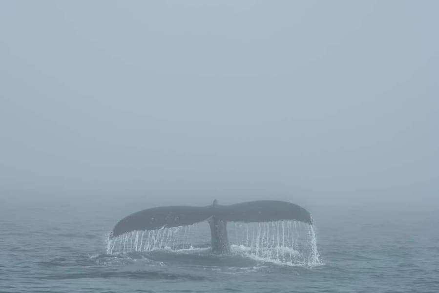 The Fluke