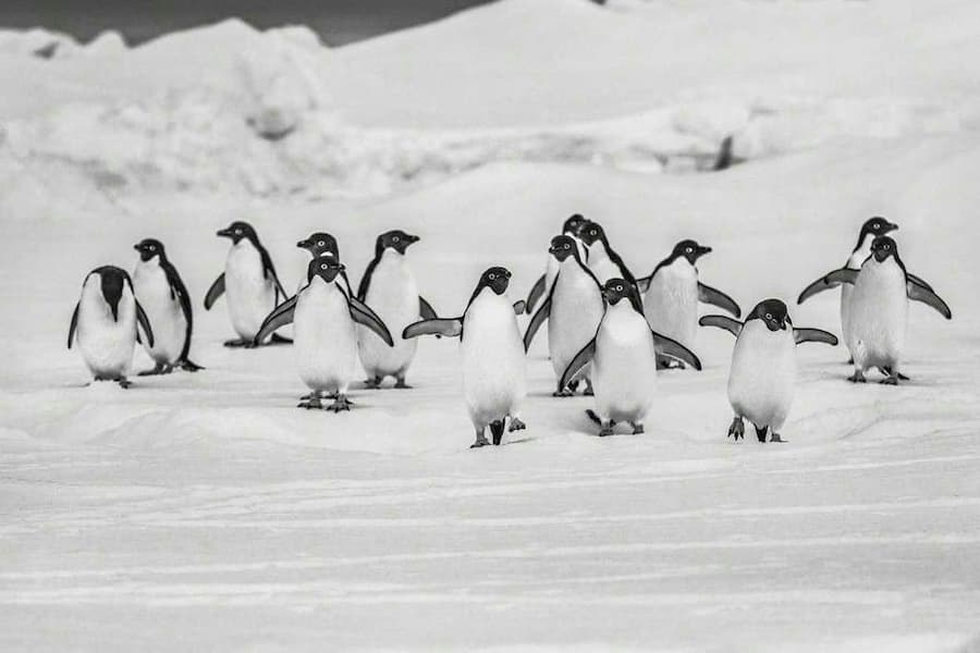 Walk This Way