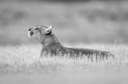 Empress of the Andes