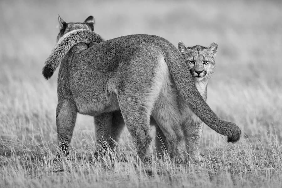 Feline Embrace