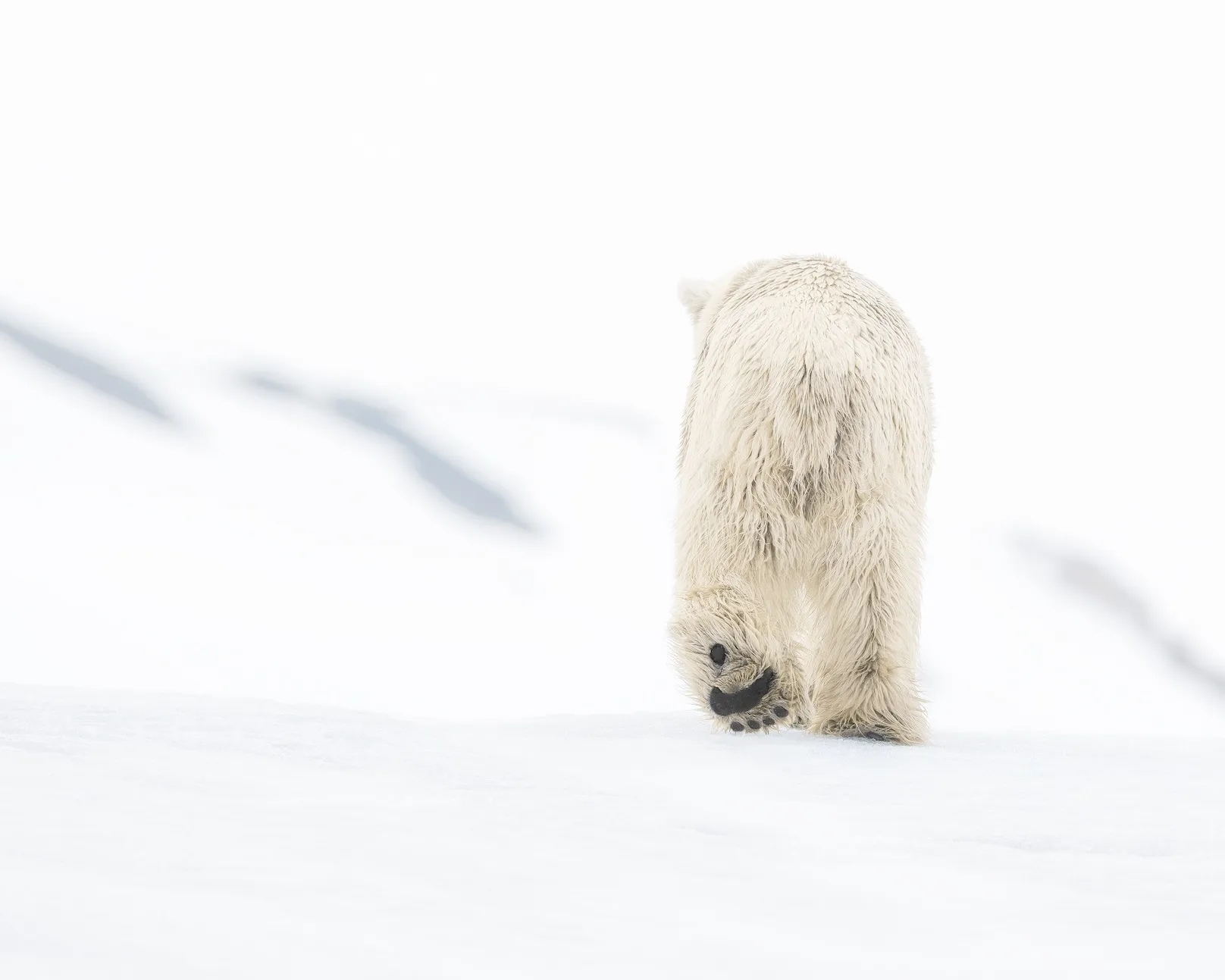 78 Degrees North (Colour)