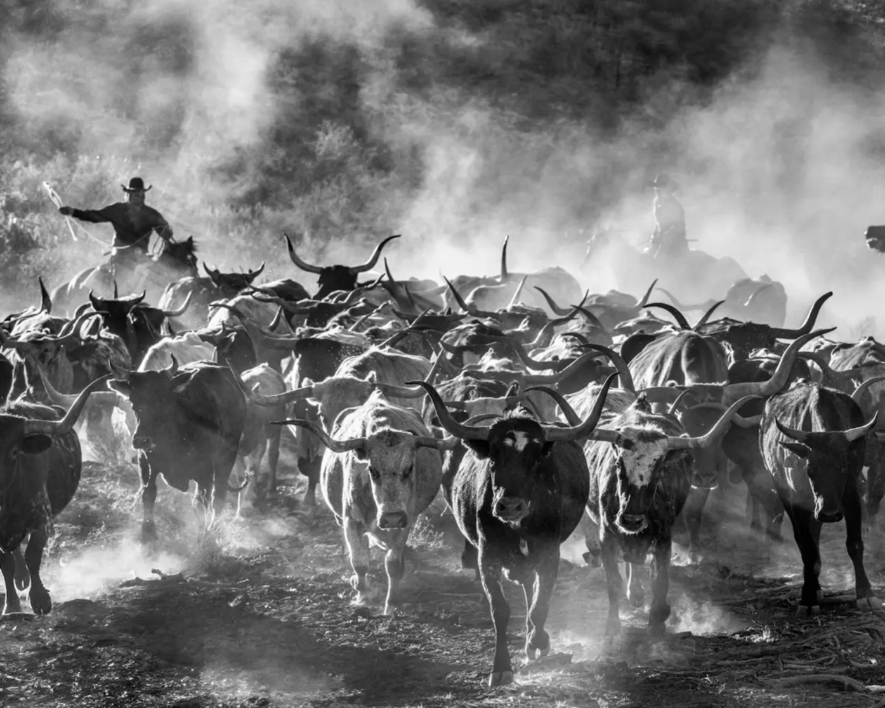 Cattle Drive