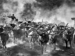 Cattle Drive