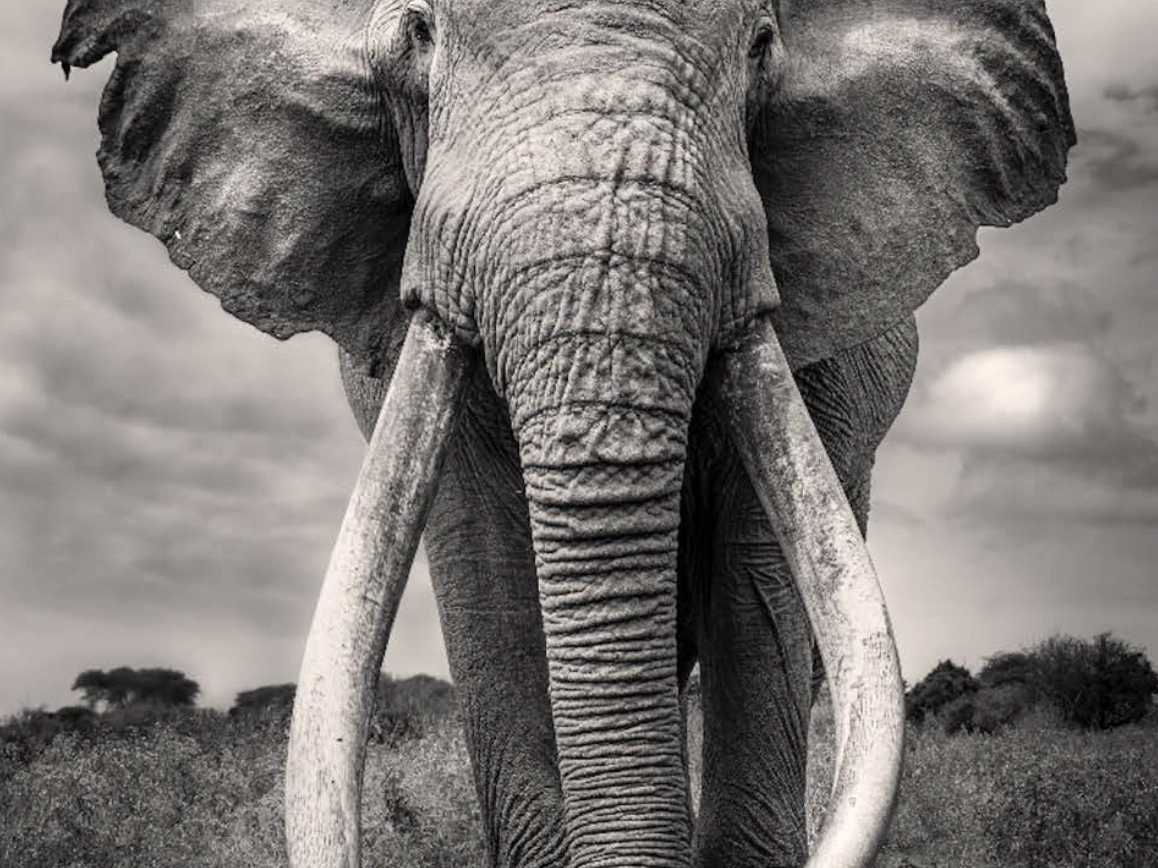 Memory and Thunder-Hilton Contemporary