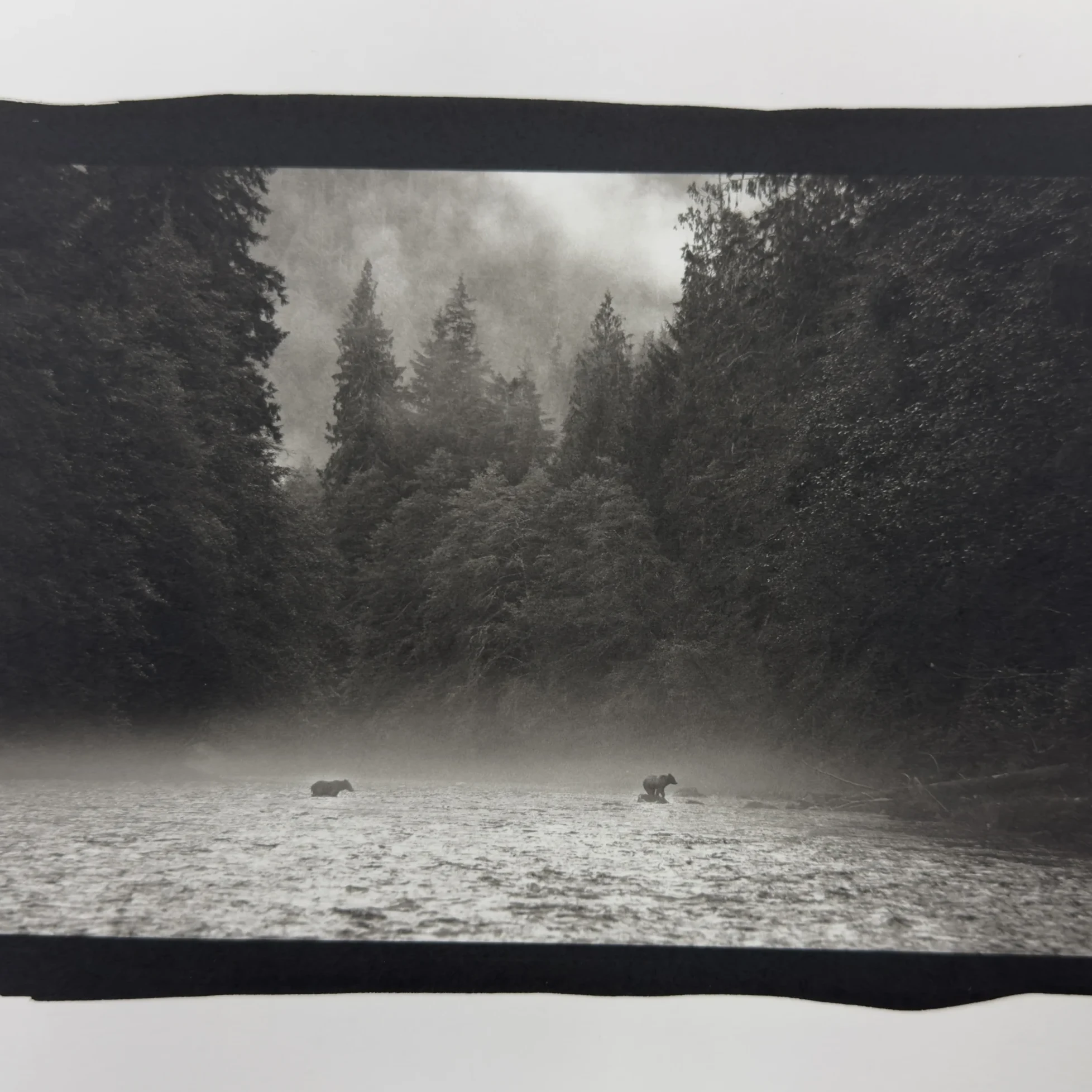 Bear Duet (Platinum)