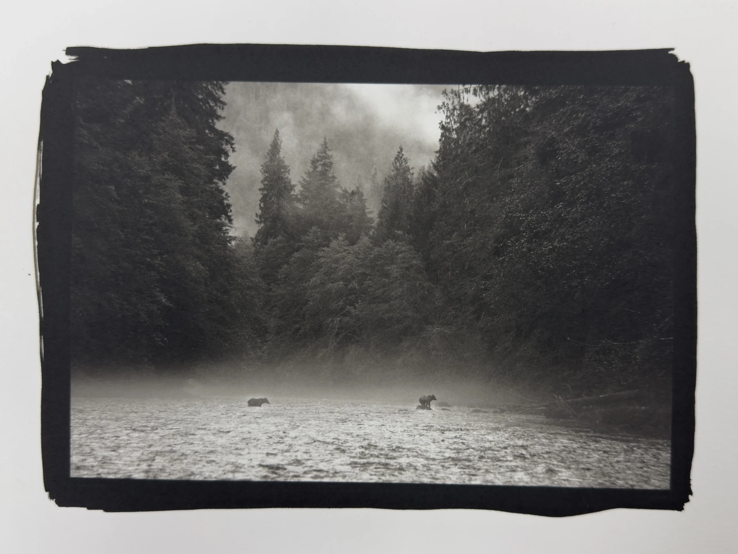 Bear Duet (Platinum)