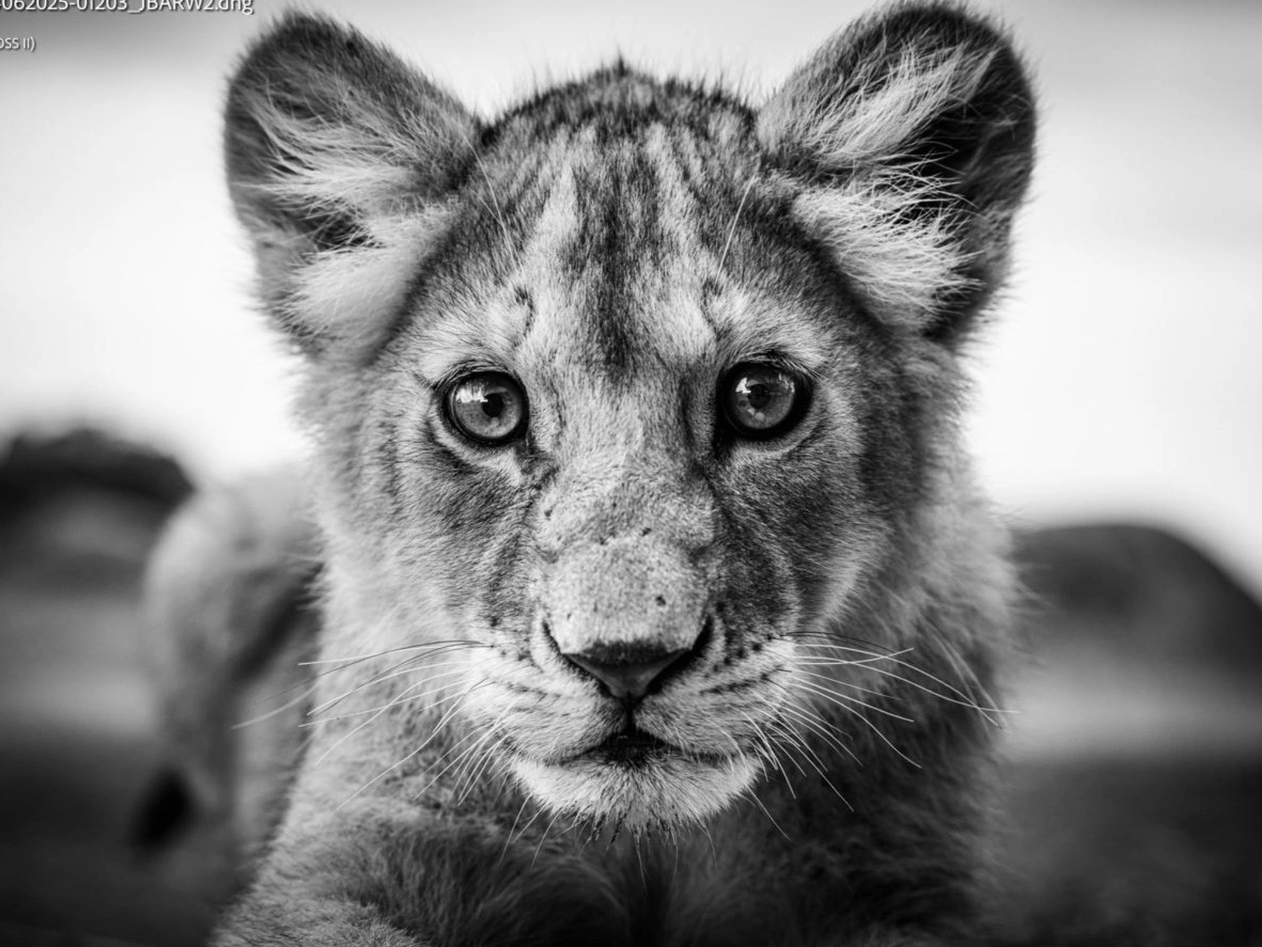 Super Cub (aka Cubby)