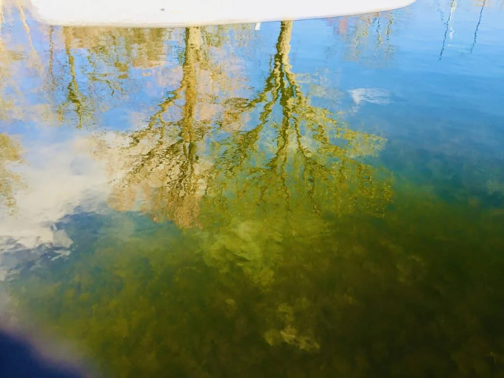 The Mirrors of the Garden