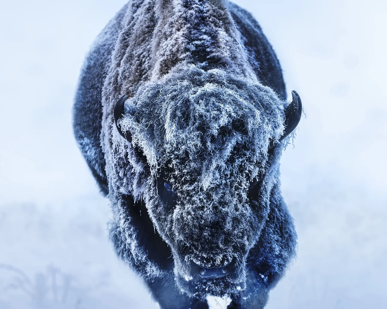 American Primeval (Colour)