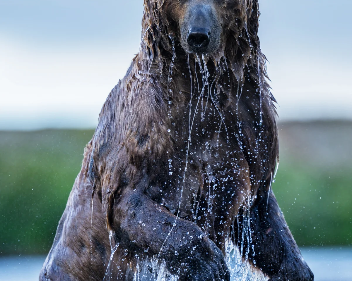 Backcountry (Colour)