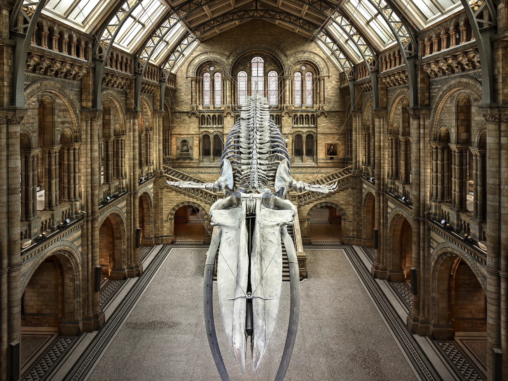 Balaenoptera Musculus