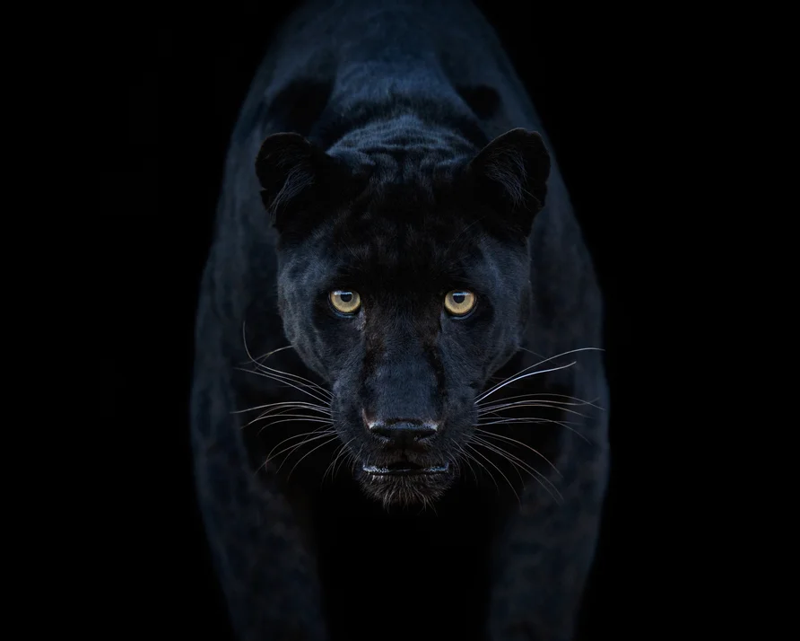 Black Magic (Colour)