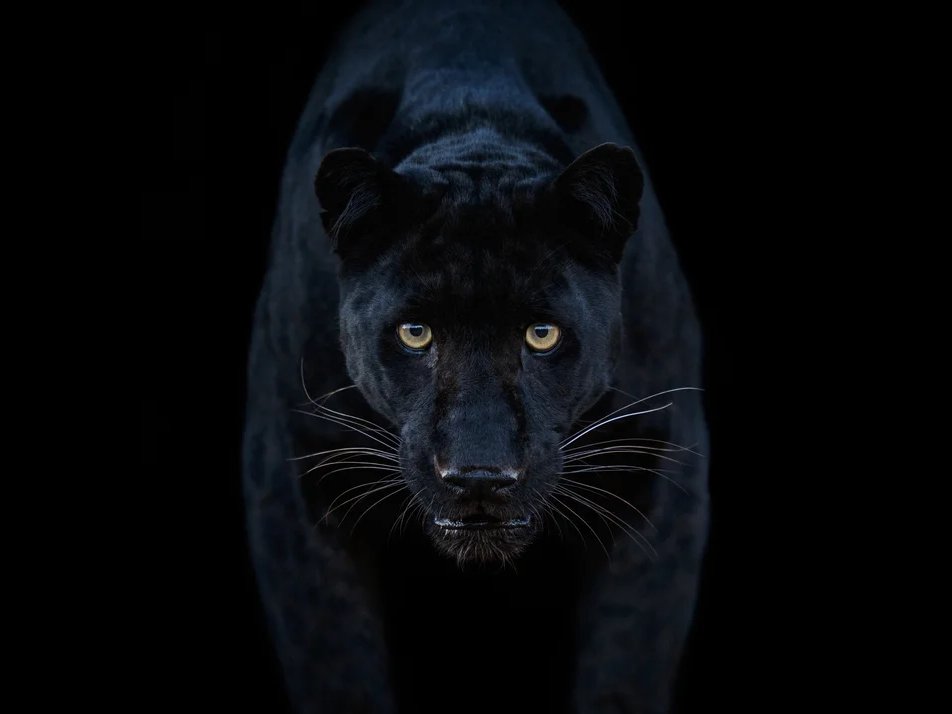 Black Magic (Colour)