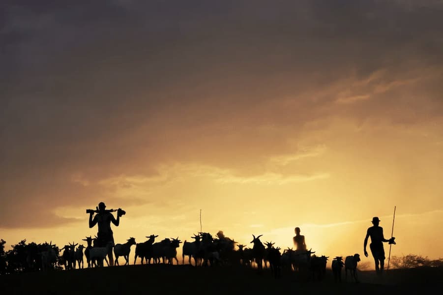 Dawn Herders