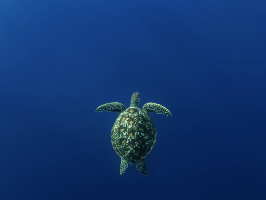 Green Turtle