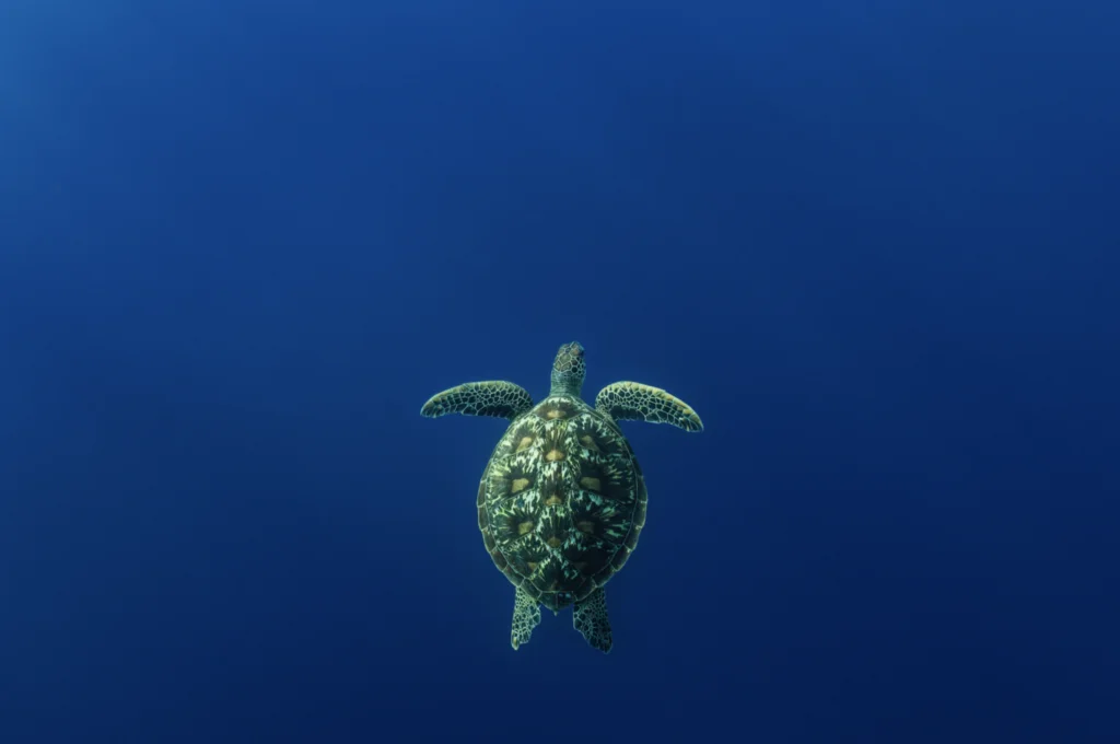 Green Turtle