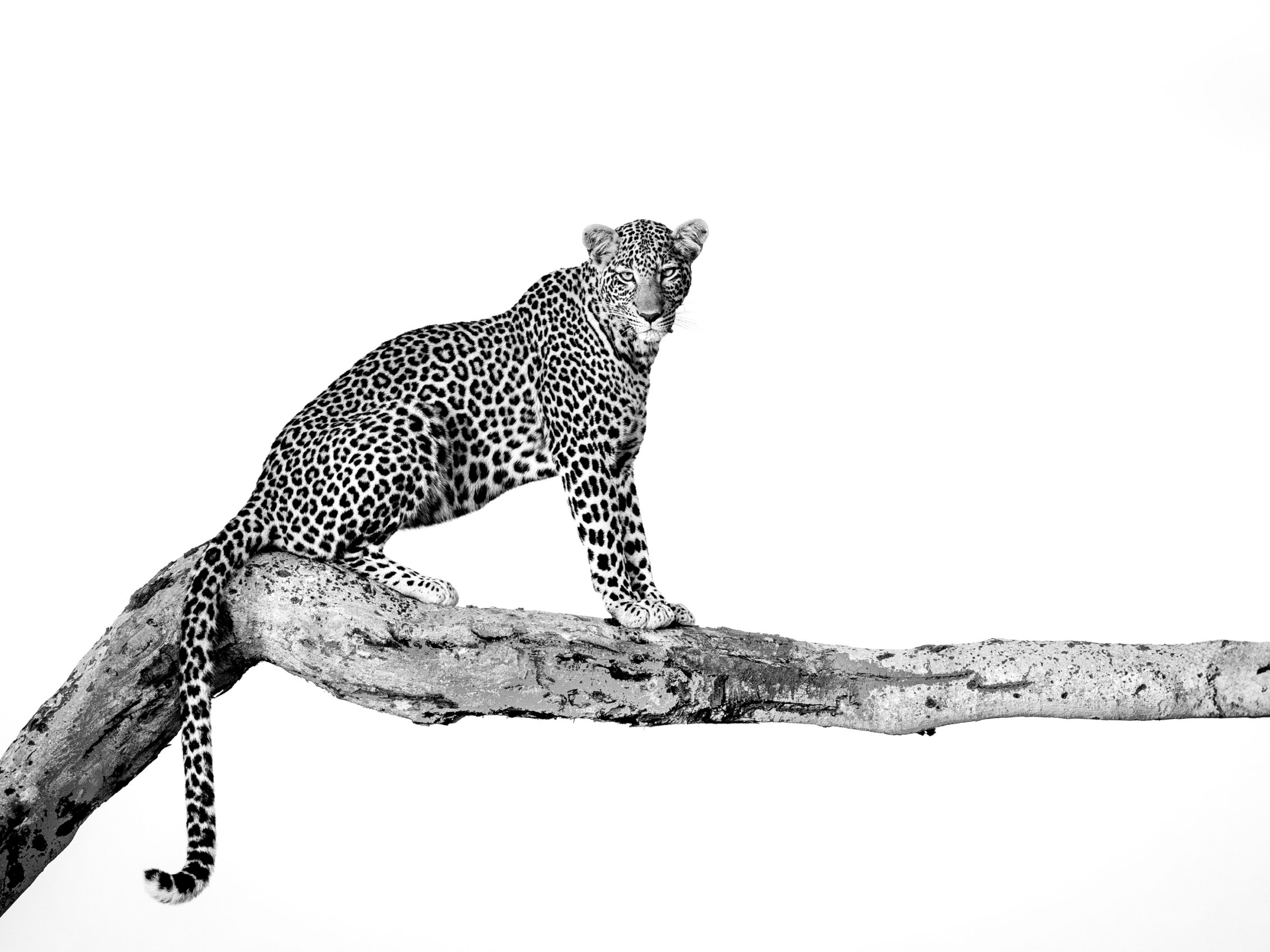 How the Leopard Got its Spots | Hilton Contemporary