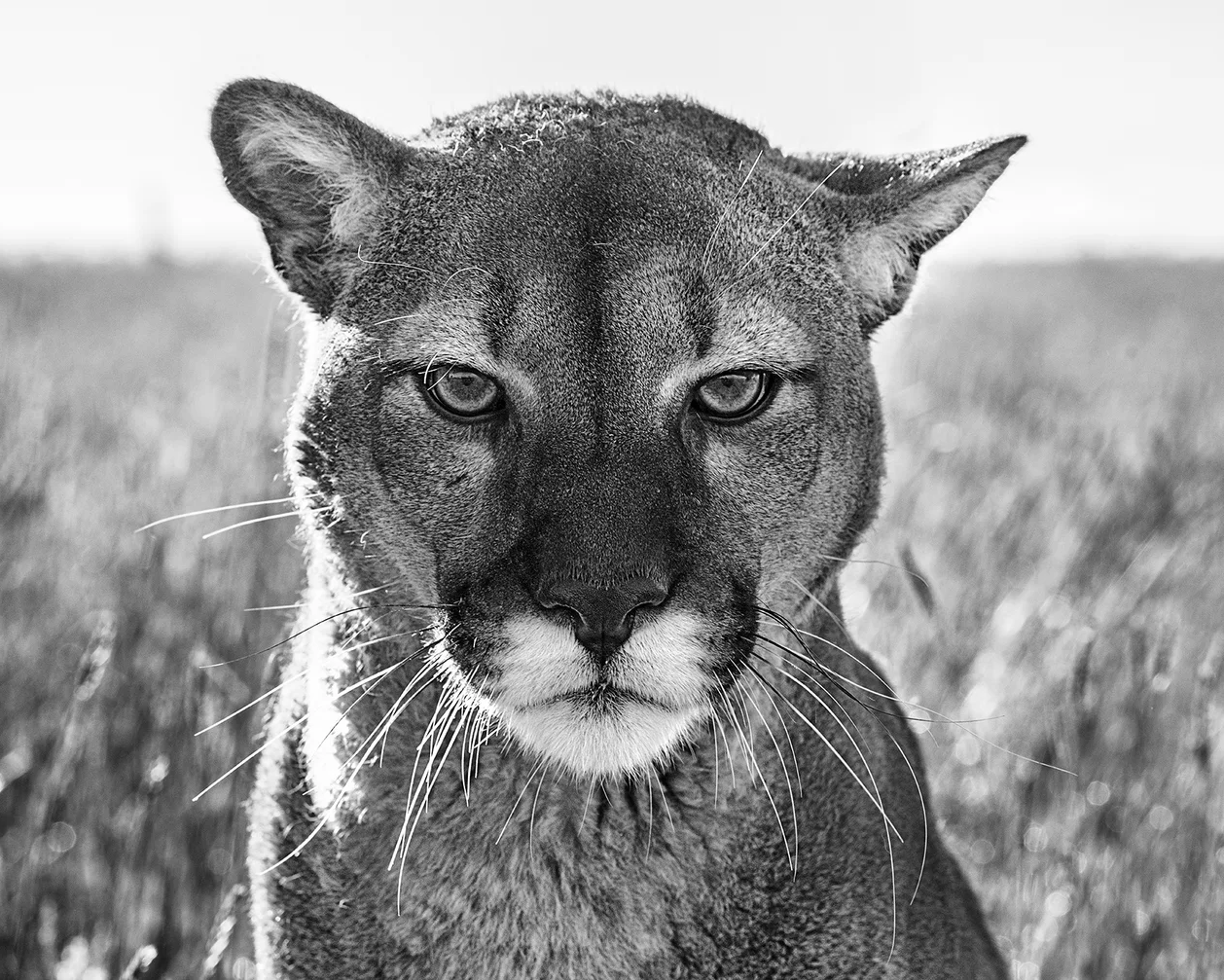 Smokey the Mountain Lion