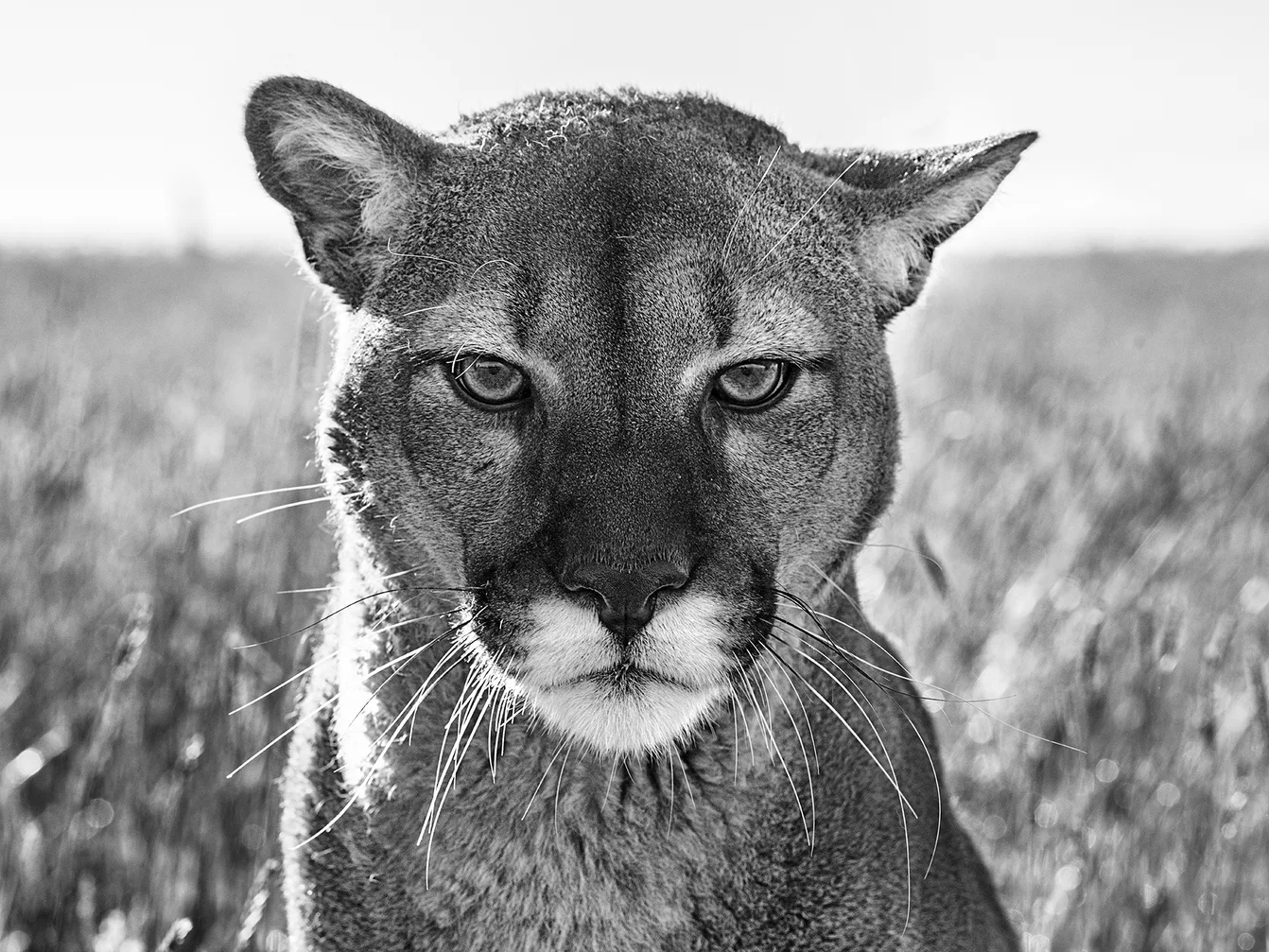 Smokey the Mountain Lion