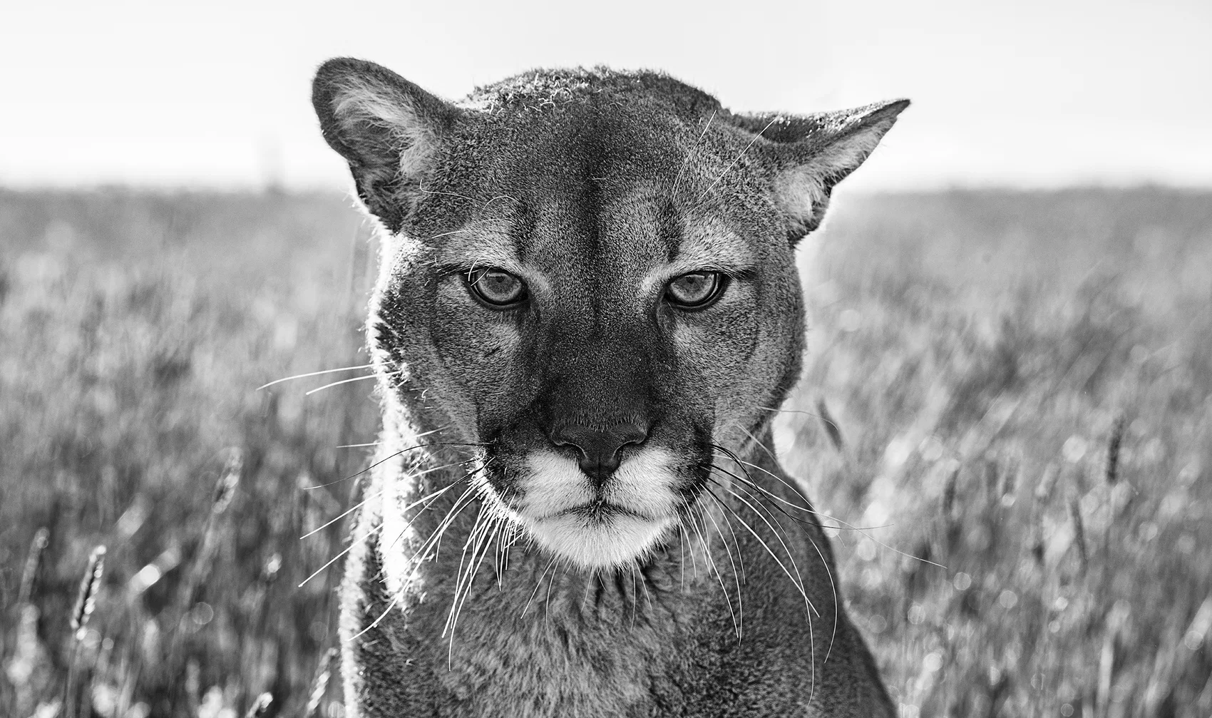 Smokey the Mountain Lion