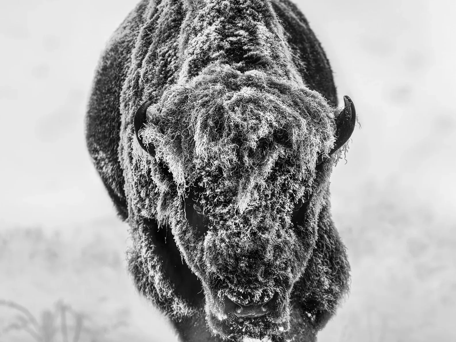 American Primeval (B&W)