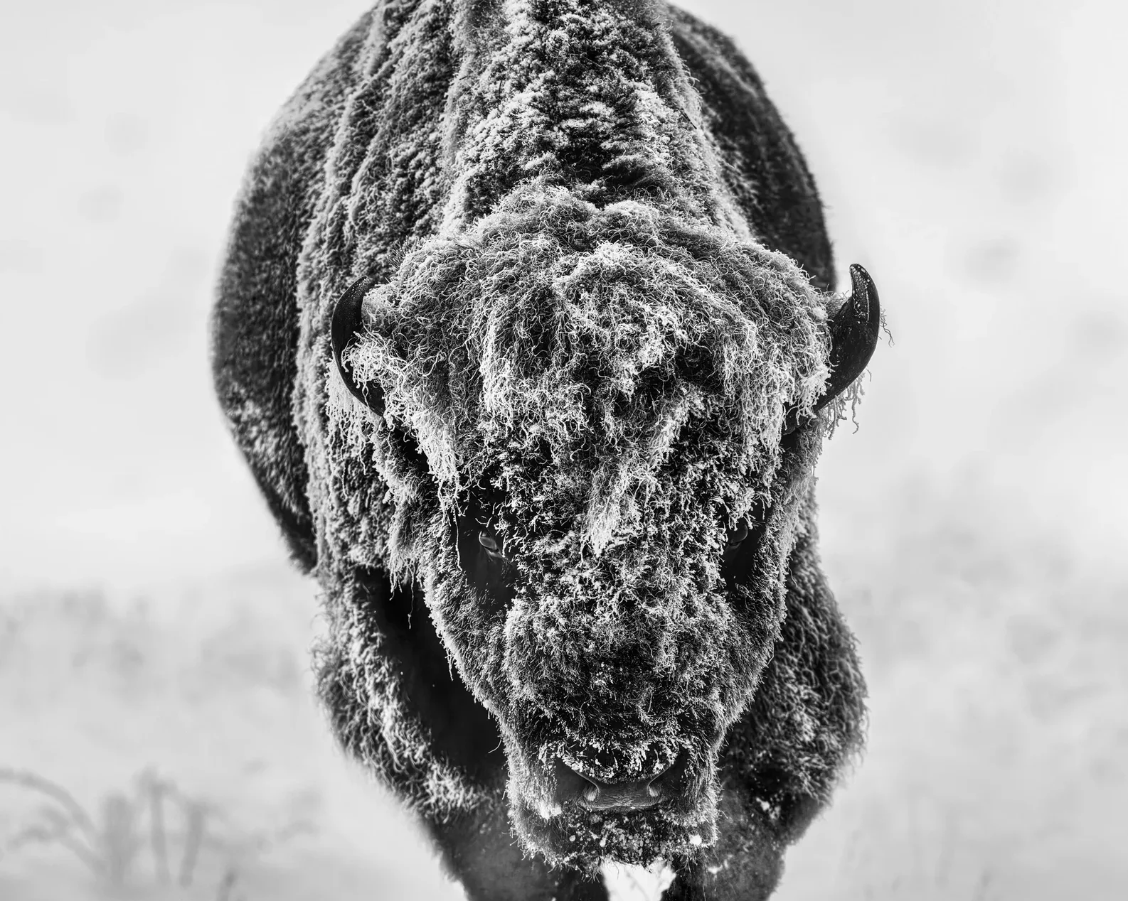 American Primeval (B&W)