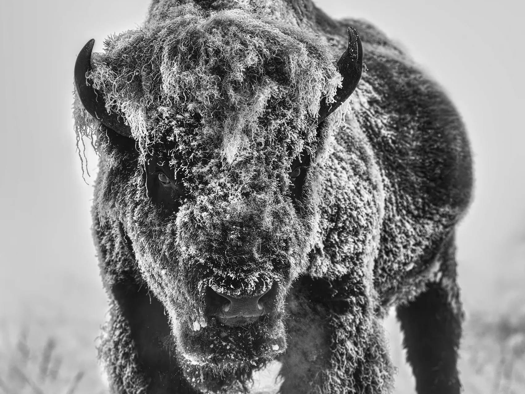 The Ice Monster (B&W)