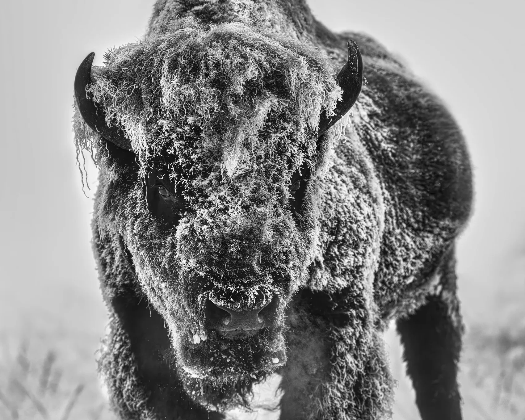 The Ice Monster (B&W)