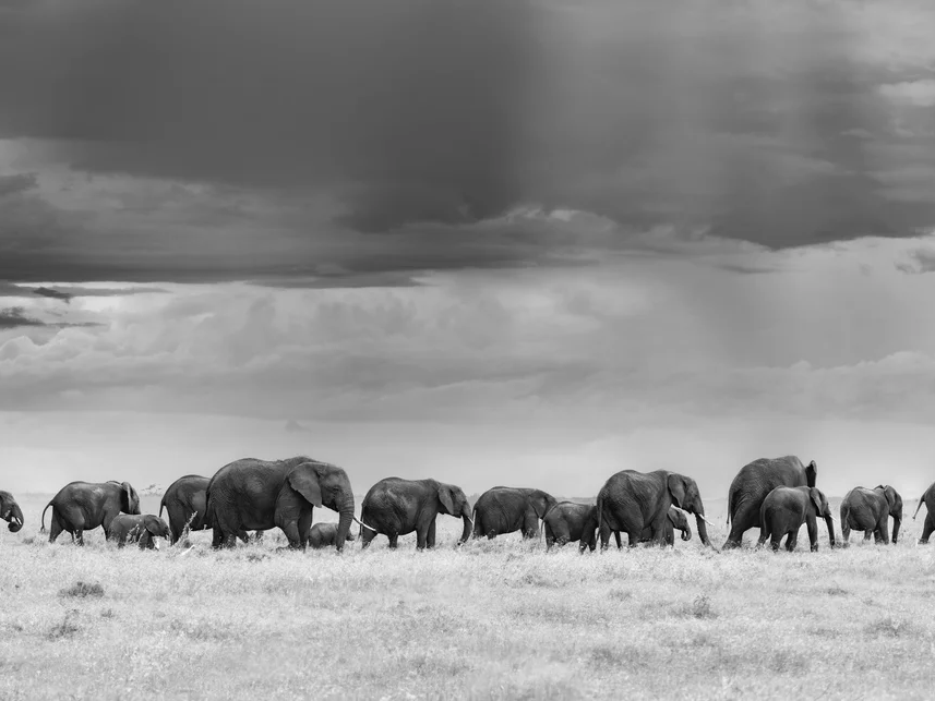 Elephant Train | Cristina Mittermeier