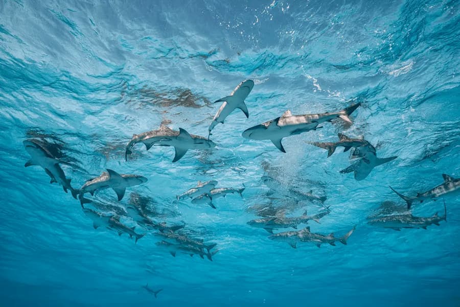 Frenzy