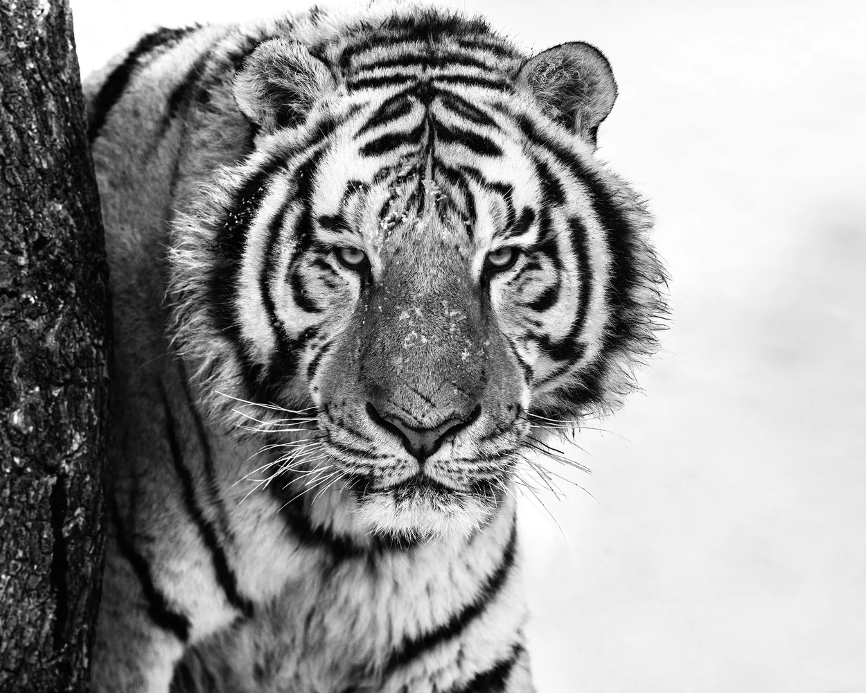 Good Morning Siberia