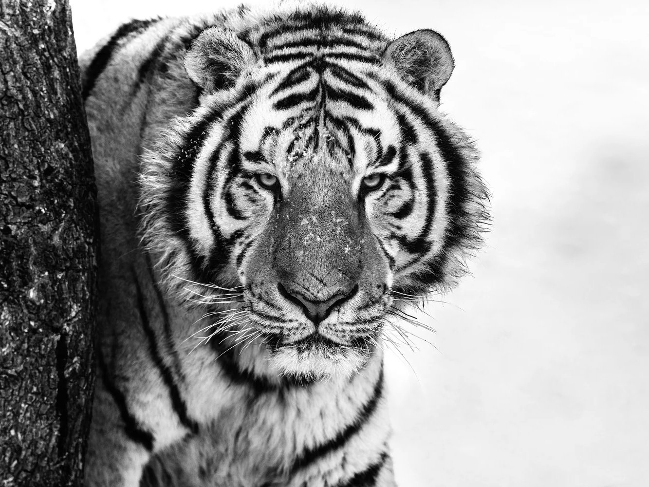 Good Morning Siberia