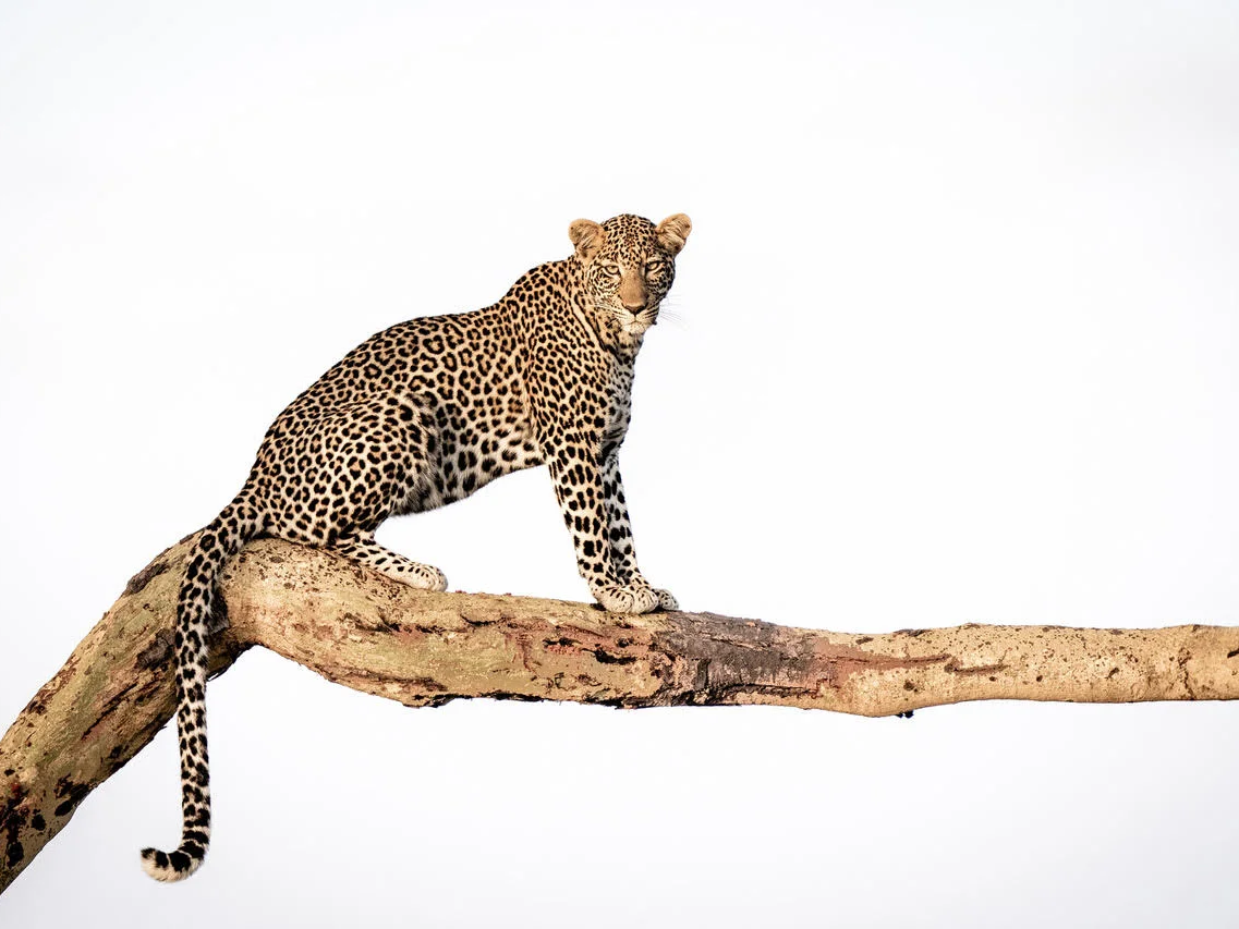 How the Leopard Got Its Spots (Color) | Cristina Mittermeier