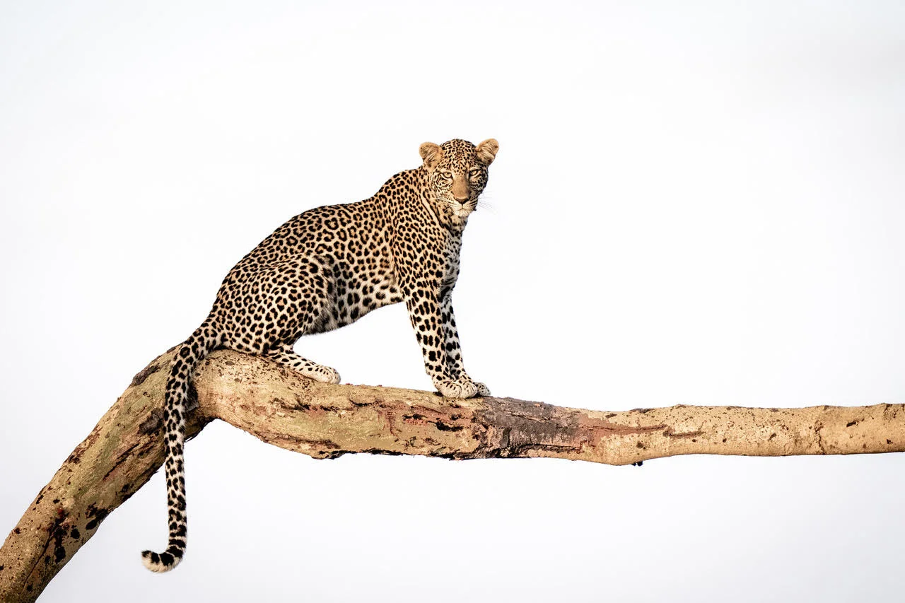 How the Leopard Got Its Spots (Color) | Cristina Mittermeier