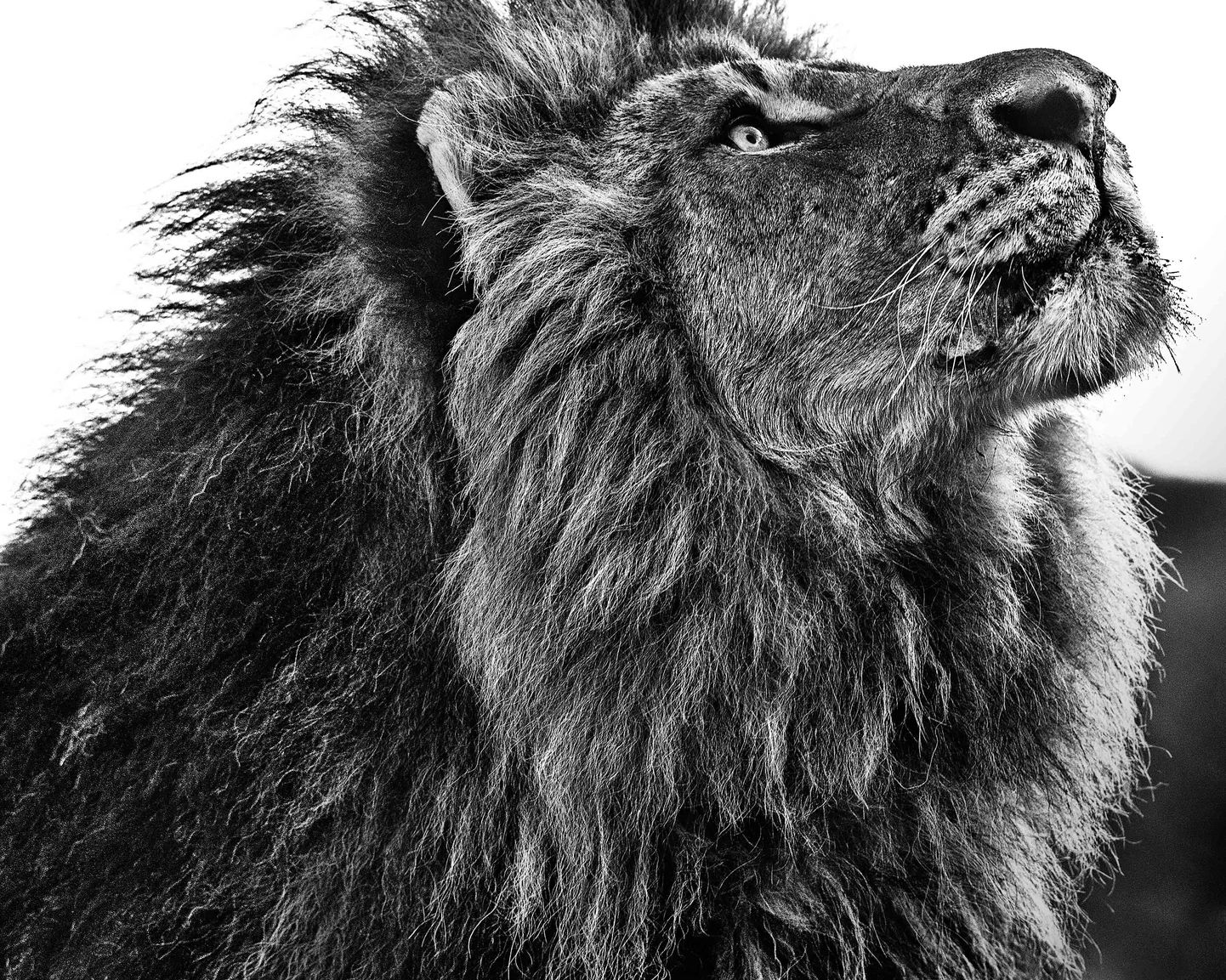 Nkosi Sikelel Iafrika