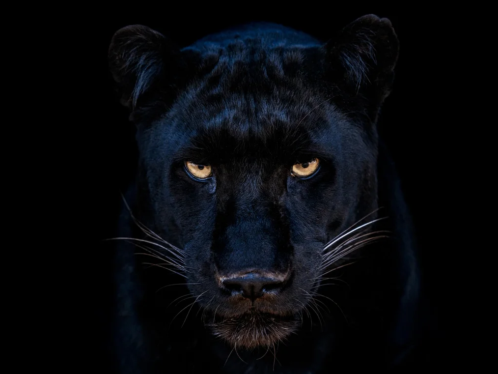 The Black Panther Club (Colour)