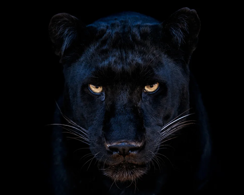 The Black Panther Club (Colour)