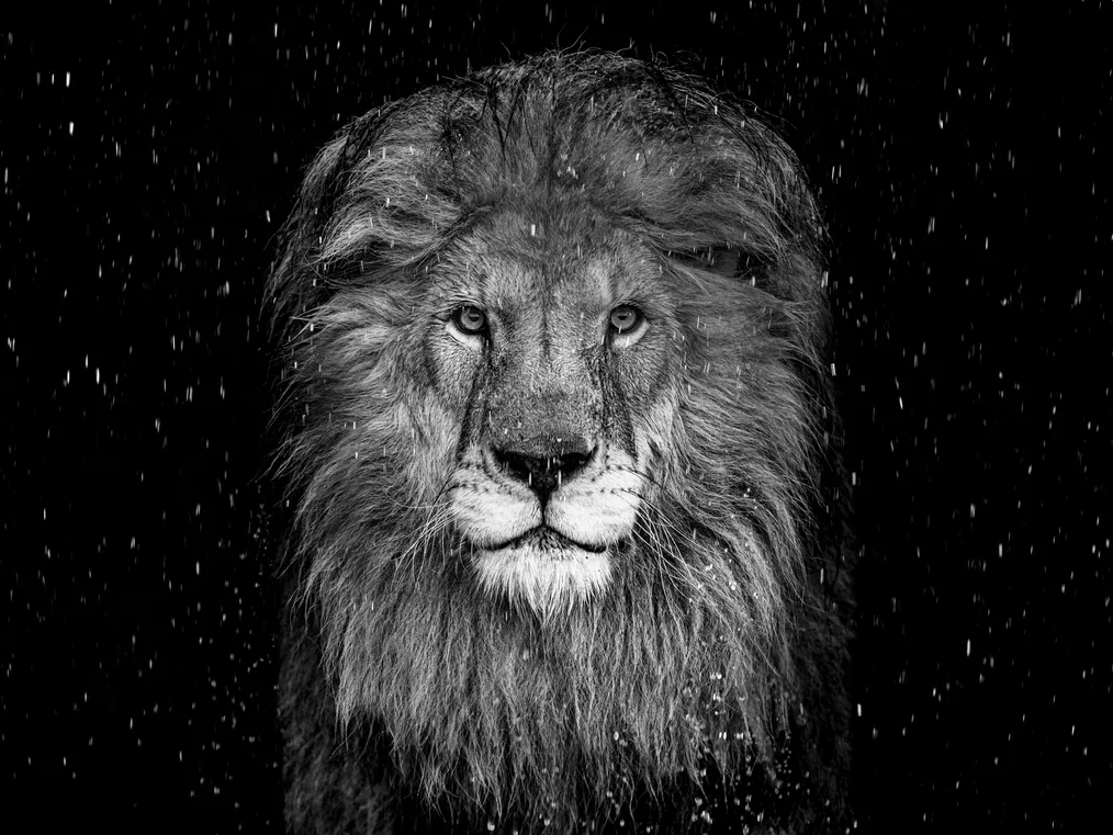 The Lion (B&W)
