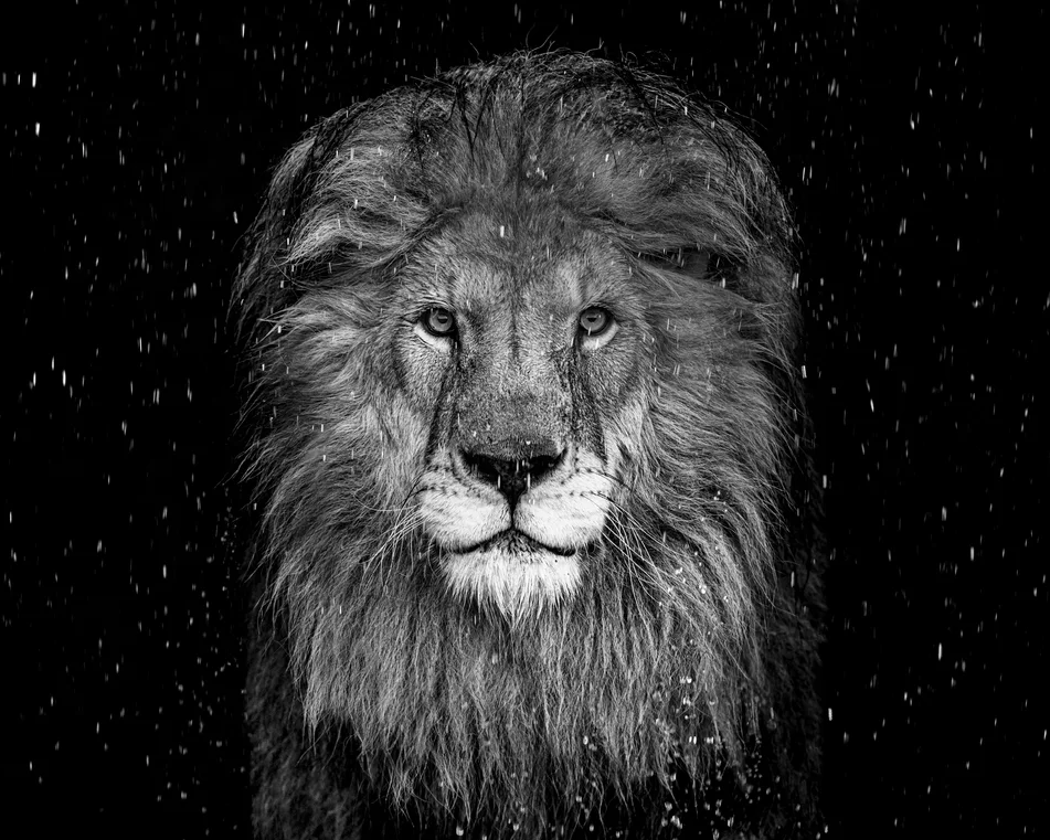 The Lion (B&W)