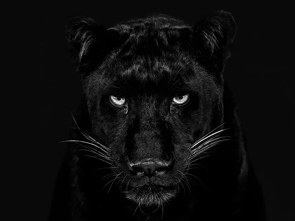 The Black Panther Club