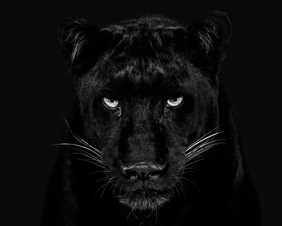 The Black Panther Club