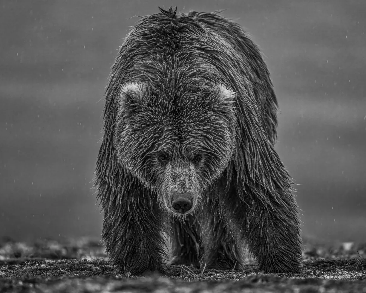 Bearish 3 - David Yarrow | Fine Art Photography | Wet Brown Bear – Available at Hilton Contemporary Gallery Chicago