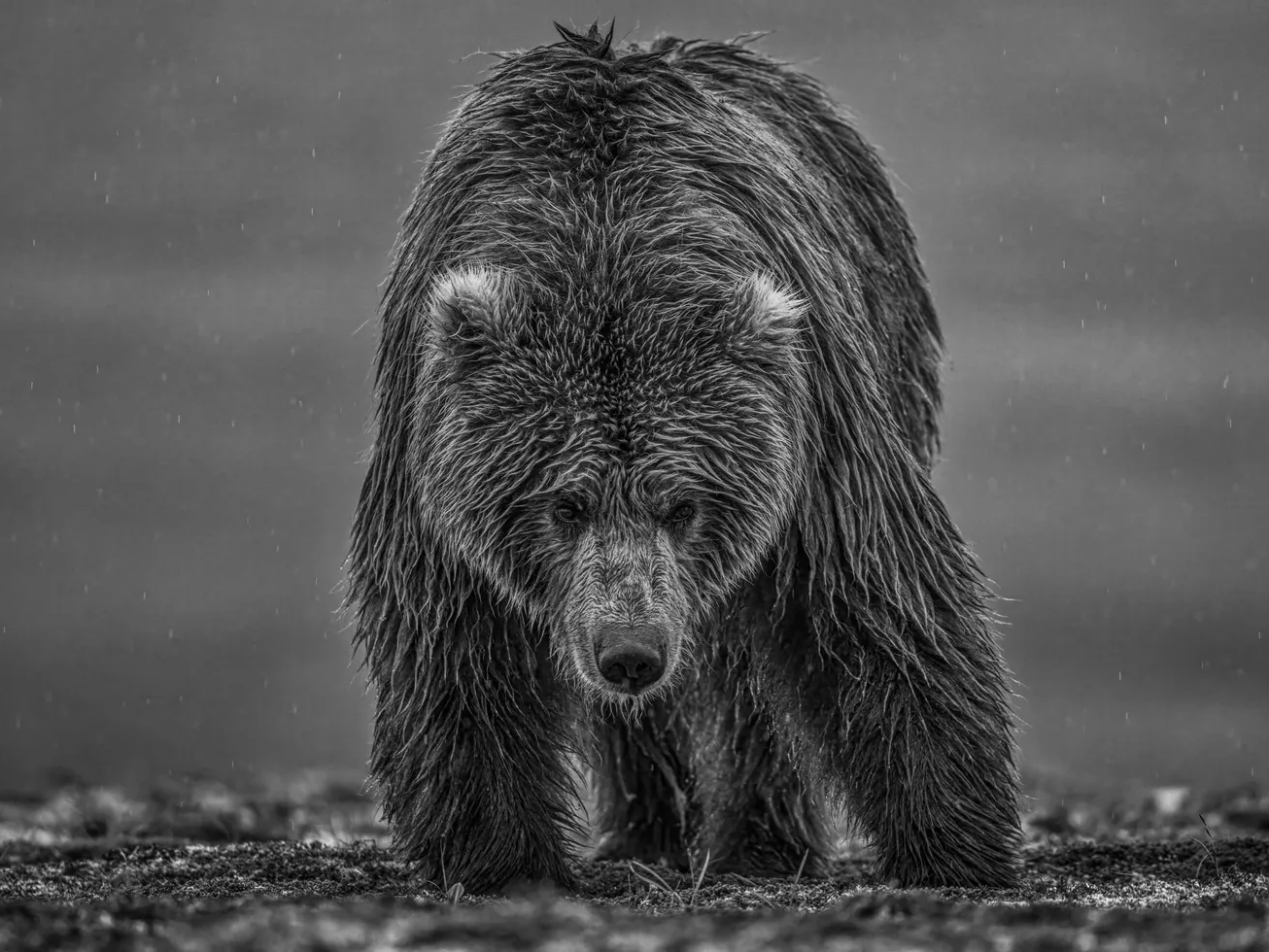Bearish 3 - David Yarrow | Fine Art Photography | Wet Brown Bear – Available at Hilton Contemporary Gallery Chicago